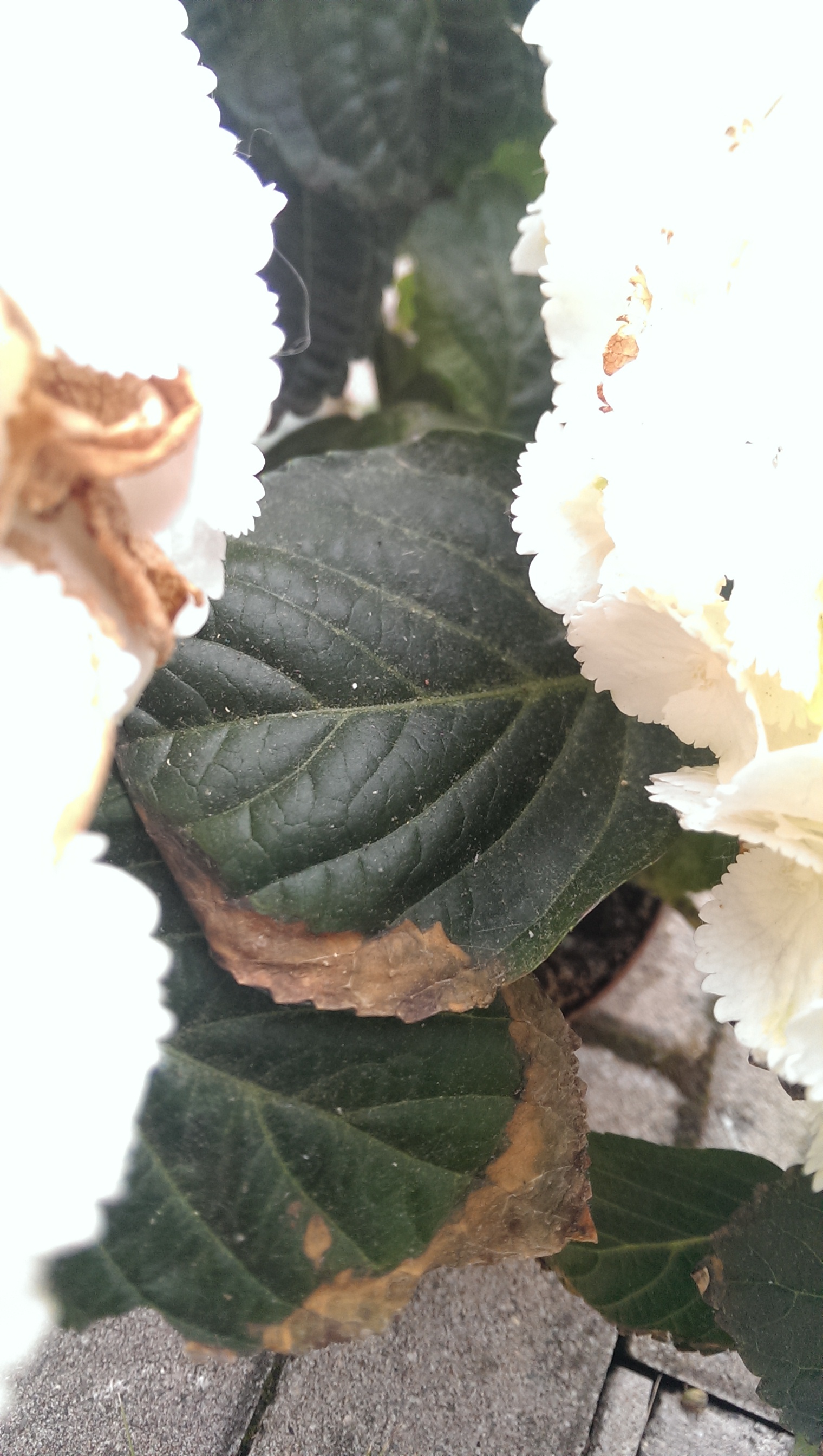 Bild einer Hortensie mit einem braunen Rand