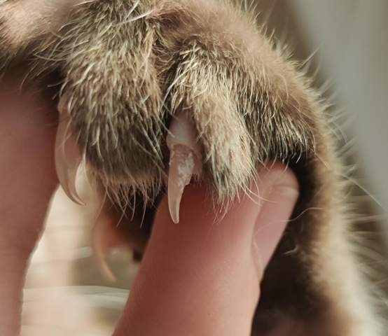 Wieso hat meine Katze Kruste an der Kralle? (Tierarzt, Katzenbaby, Krallen)