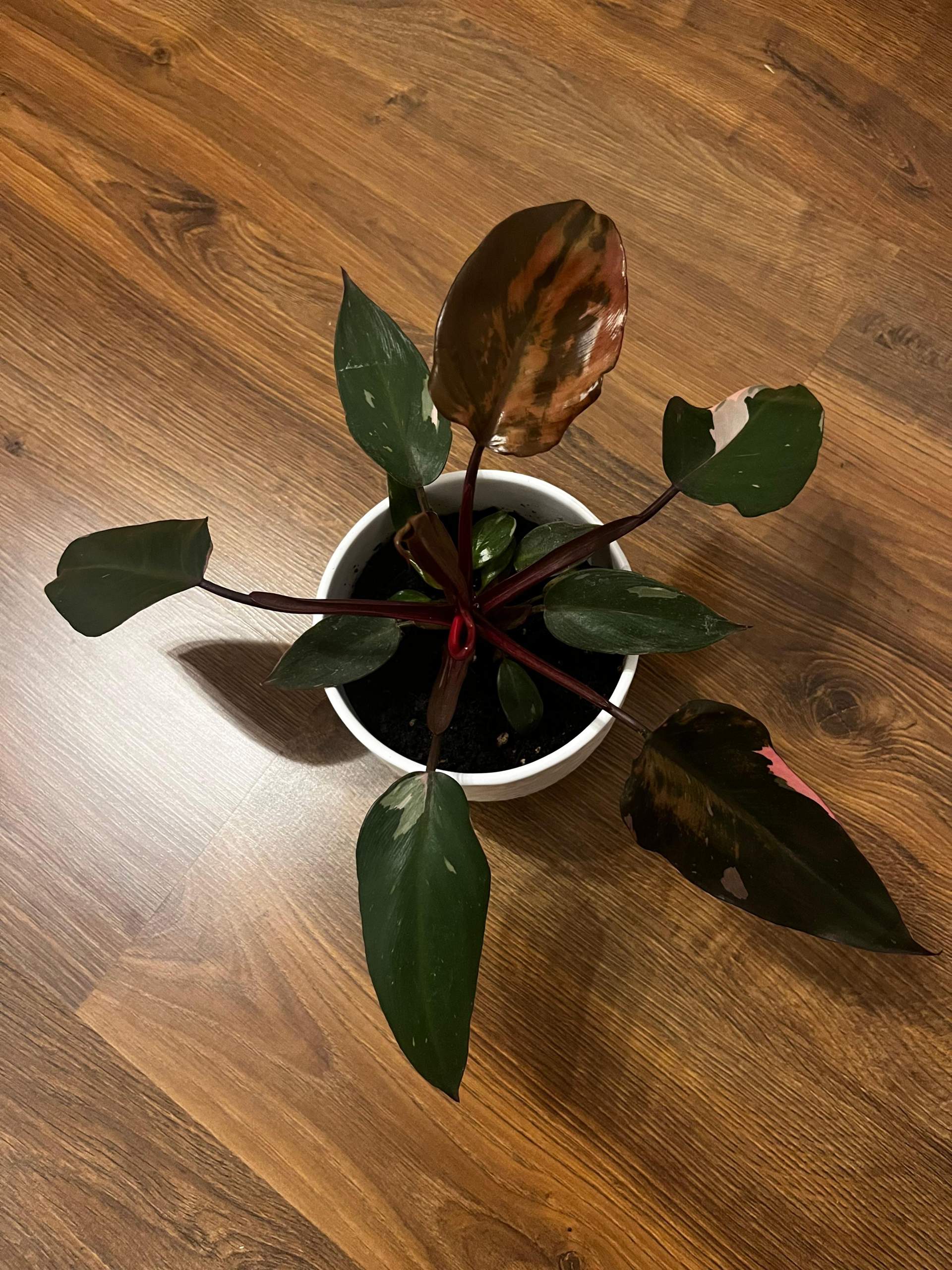 Wieso hat meine Pink Princess Philodendron nicht so starke Farben?  (Pflanzen, Pflanzenpflege, Botanik)