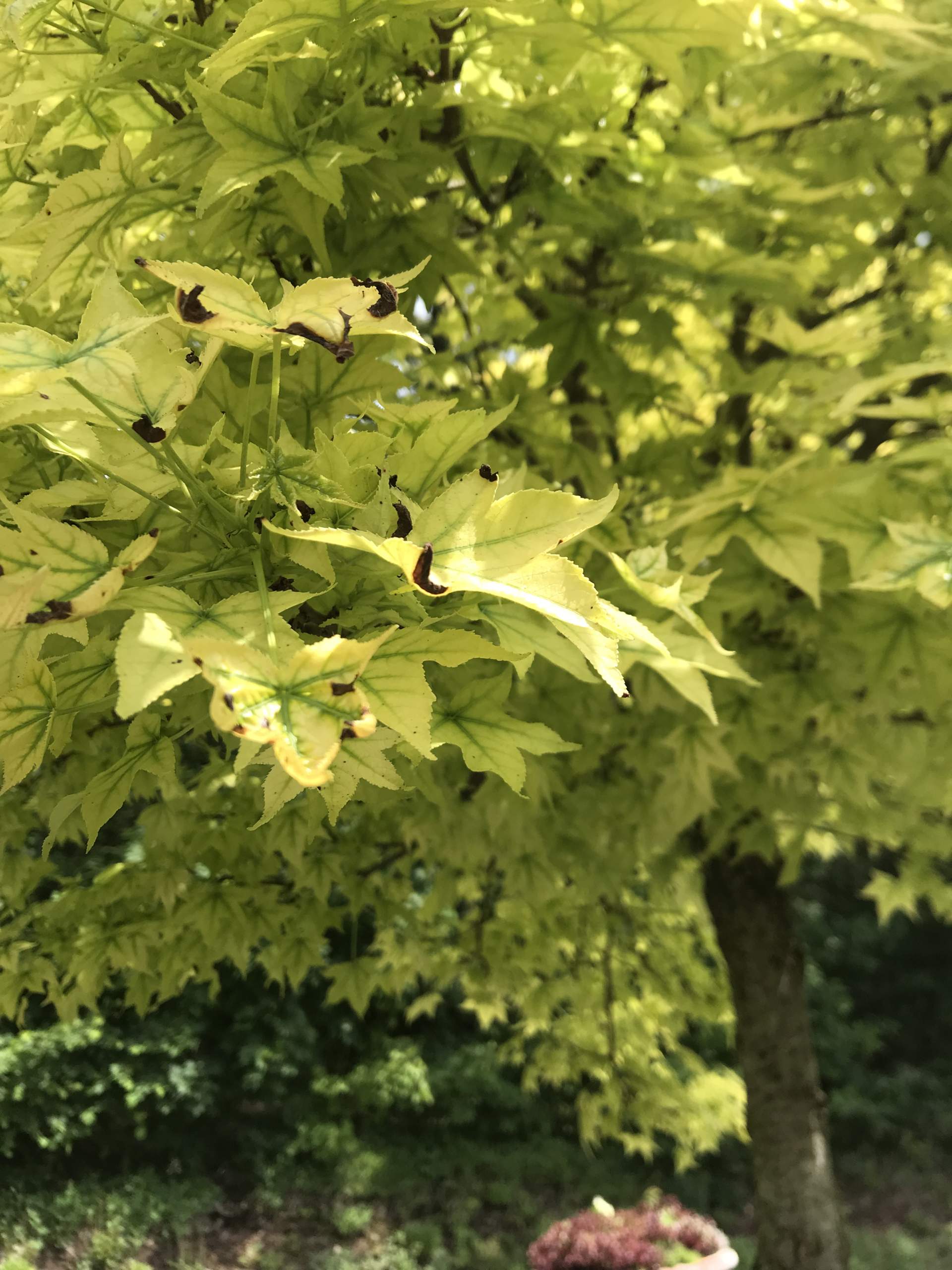 Wieso ist mein Amberbaum gelb und verbrannt? (Garten, Baum, Pflanzenpflege)