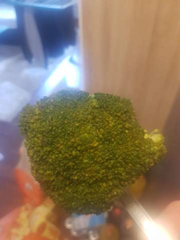 wieso ist mein broccoli so nach dem zubereiten?