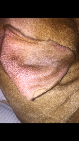 sich mein Hund seine Ohren? und Medizin, Ohr, Juckreiz)