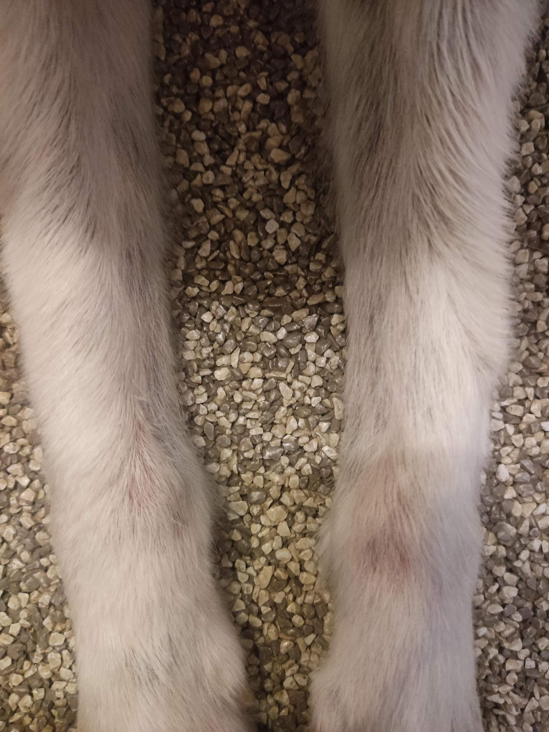 Hund Knabbert An Vorderbeinen