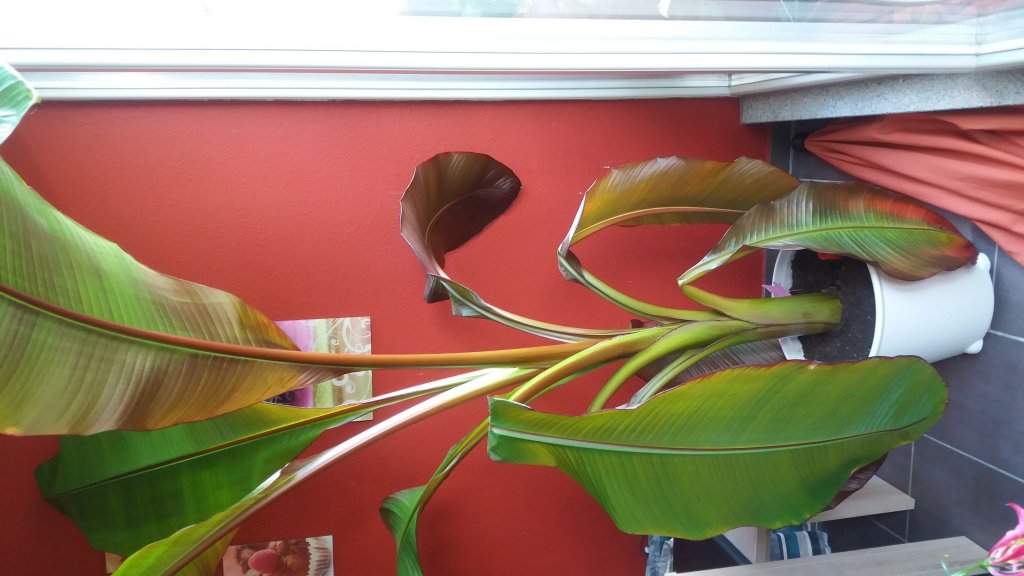 Wieso knicken die Bltter der Bananenpflanze ab? (Haus, Pflanzen, Garten)
