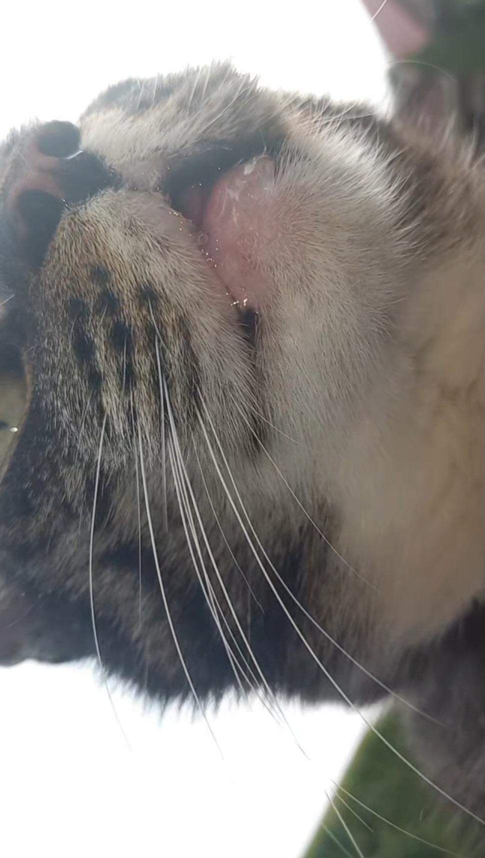 Wieso läuft Sabber aus dem Mund meiner Katze? (Zähne, Kater, Tiermedizin)