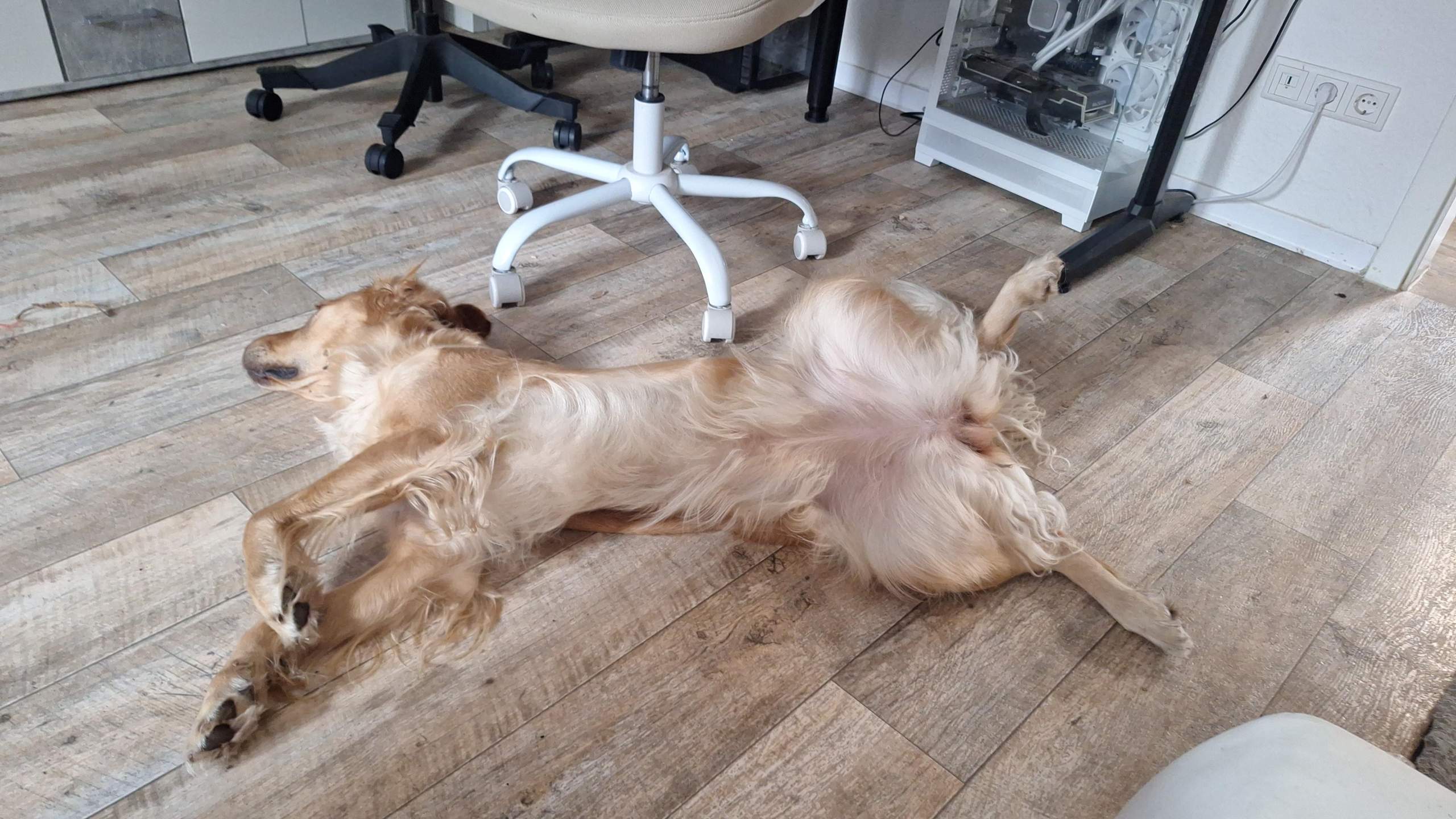 Luxus Hund Leckt Stndig Meine Beine Bilder