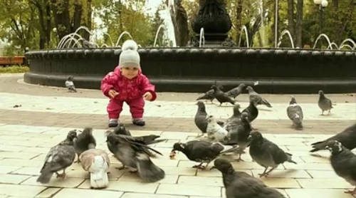 Wieso Lieben es Klein Kinder Tauben zu Jagen oder zu Erschrecken das sie weg Fliegen?