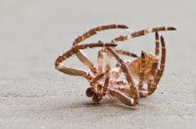 Tote Spinne - (Foto, Spinnen)