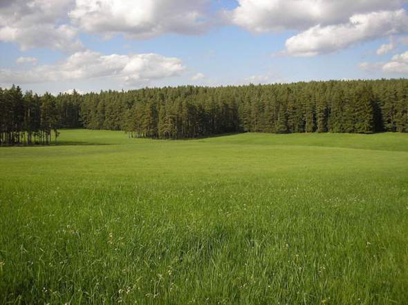 - (Tiere, Umfrage, Abstimmung)