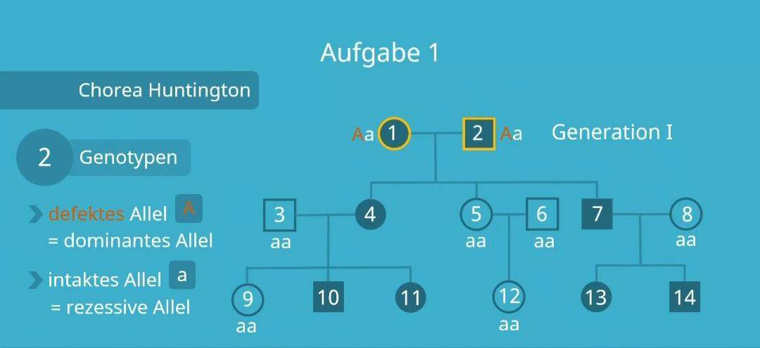 Wieso M ssen Die Stamm ltesten Beide Als Genotyp Aa Haben Und Wieso wieso-m-ssen-die-stamm-ltesten-beide-als-genotyp-aa-haben-und-wieso
