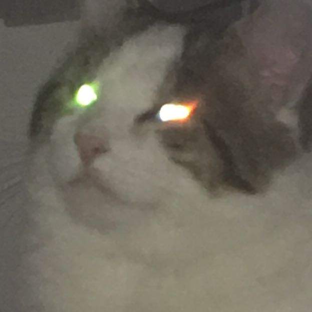 Laser-Cats: Warum leuchten Katzenaugen? 