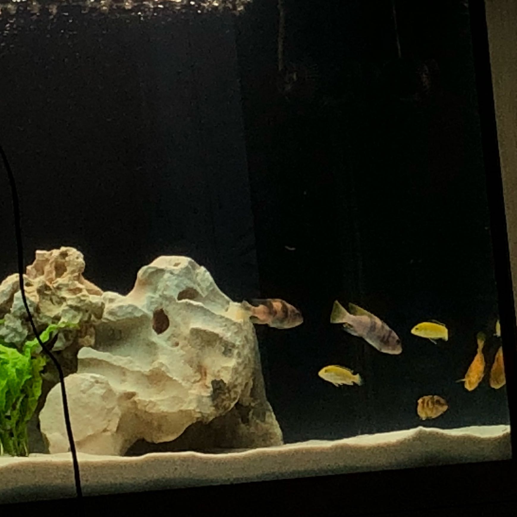 Wieso Schwimmen Meine Fische In Einer Ecke Tiere Aquarium Malawi