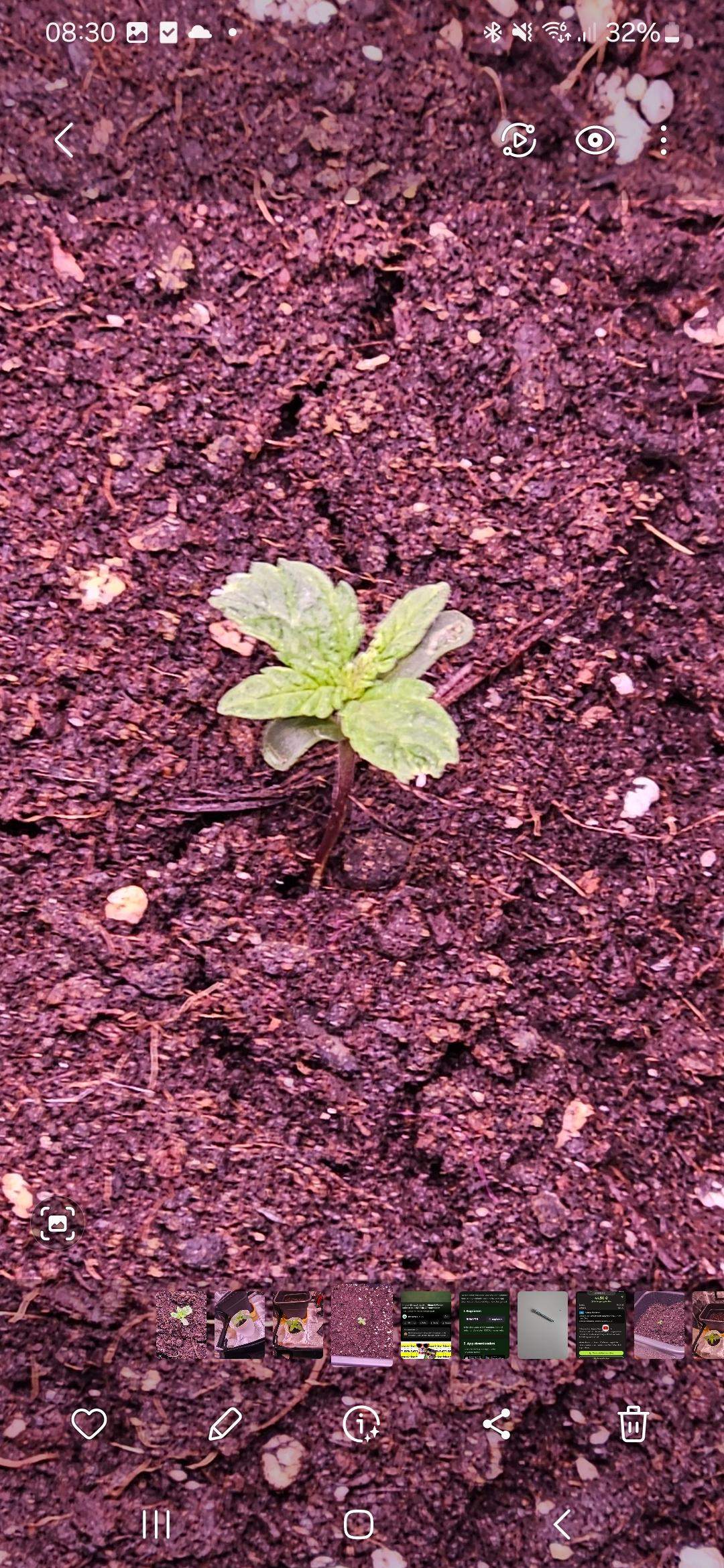 Wieso sieht der Cannabis stengel anders aus als der andere? (Gras