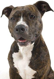 Wieso Sind American Pitbull Terrier So Suss Hund Wesen