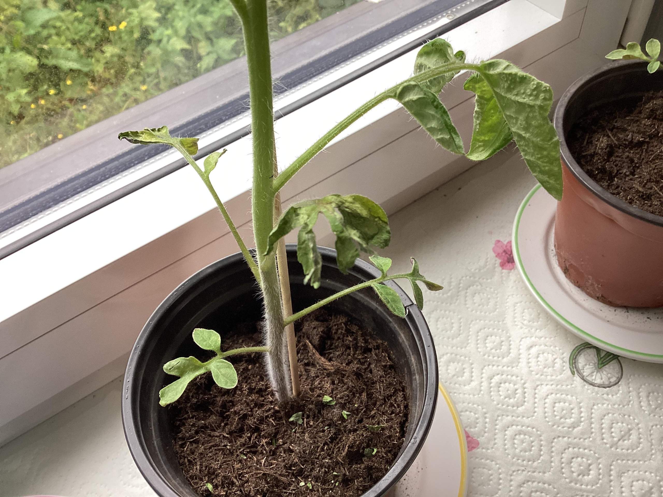 Wieso sind manche Blätter an meinen Tomaten (Flecken