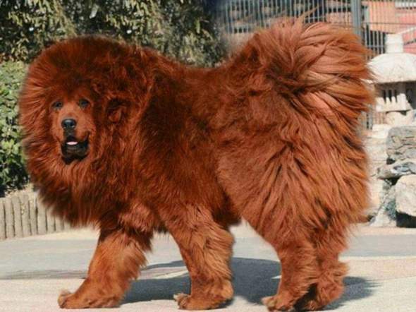 wieso sind manche do khyis tibetan mastiff haariger als andere tiere hund rasse