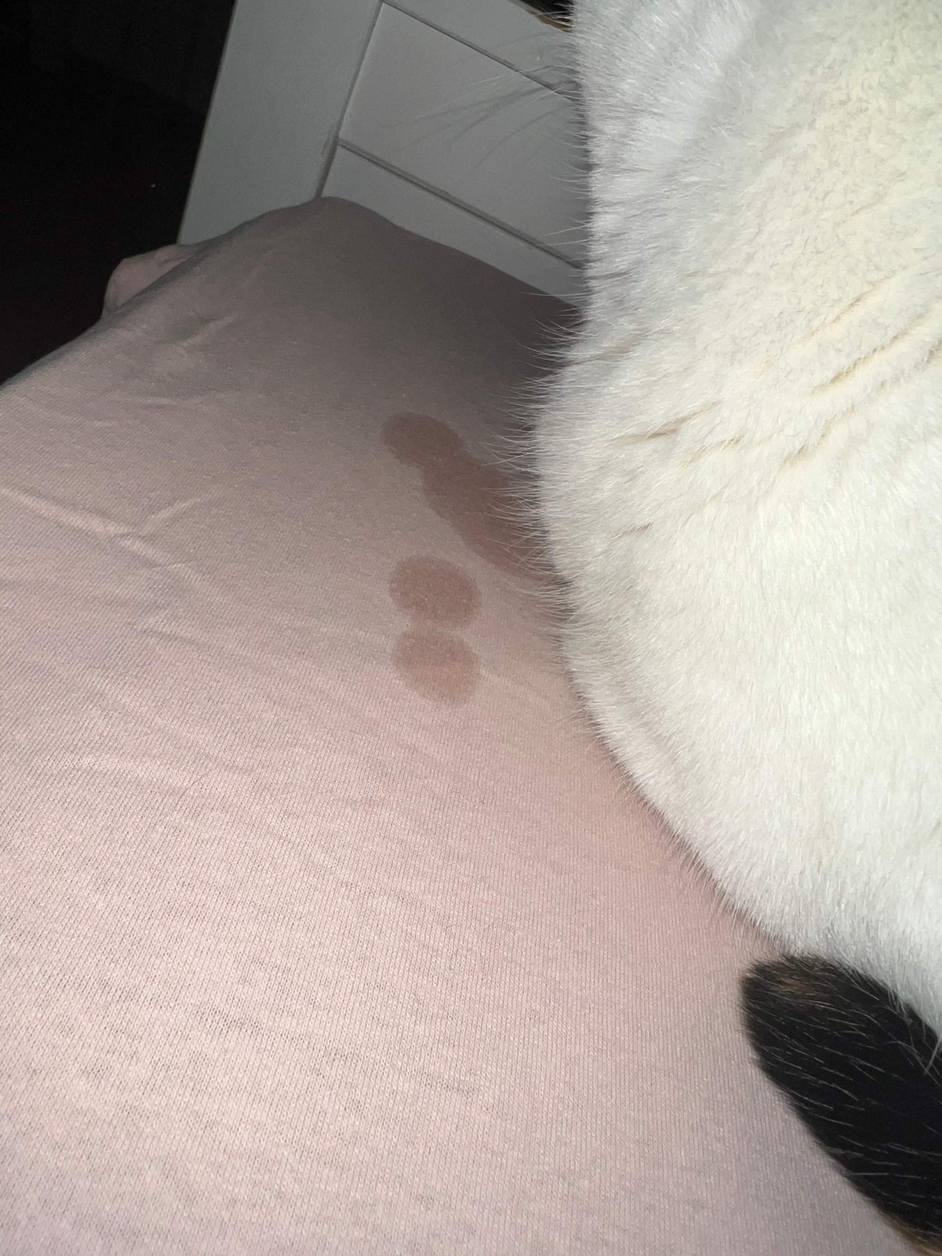 Wieso speichelt meine Katze auf einmal? (Tierarzt, Tiermedizin, Hauskatze)