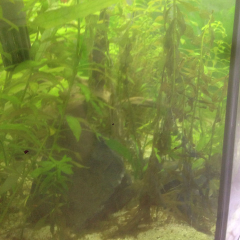 Wieso sterben meine Pflanzen? (Aquarium, Aquaristik, wasserpflanzen)