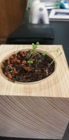 - (Pflanzen, Zimmerpflanzen, lavendel)