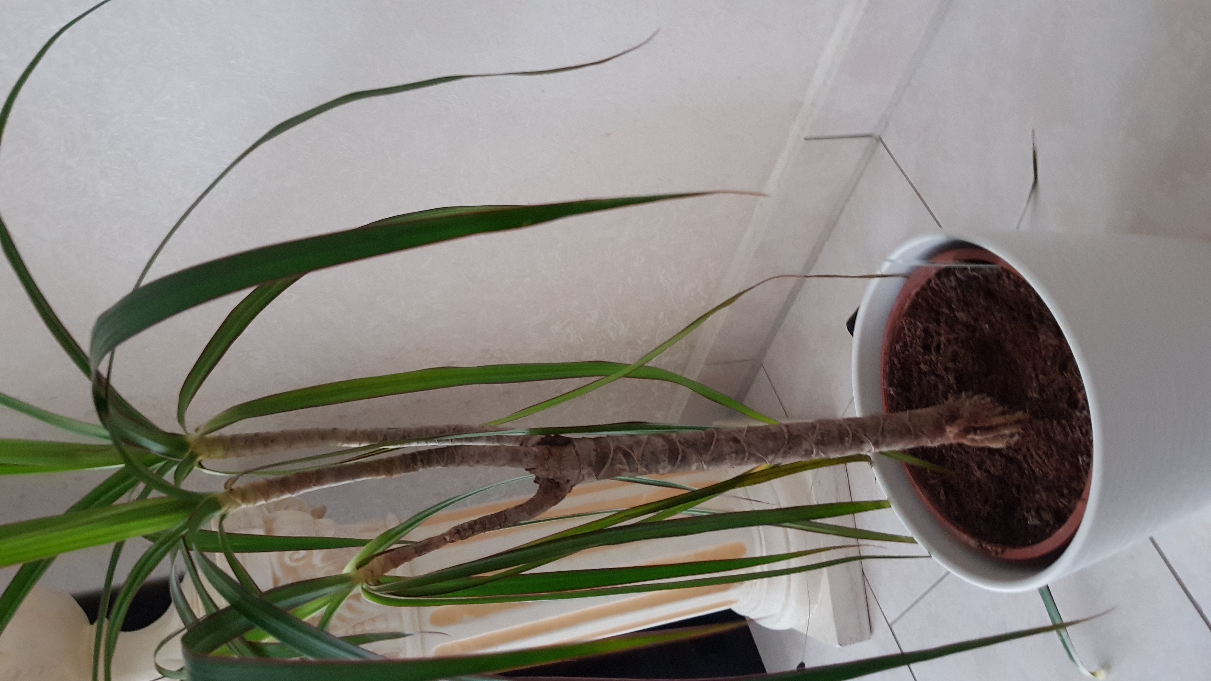 Wieso verliert mein Drachenbaum so viele Blätter? (Botanik, Pflanzenpflege, Palme) Wieso verliert mein Drachenbaum so viele Blätter? (Botanik, Pflanzenpflege, Palme)