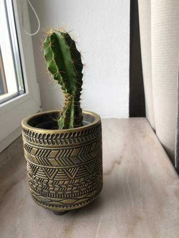 Wieso wächst mein Kaktus so komisch?