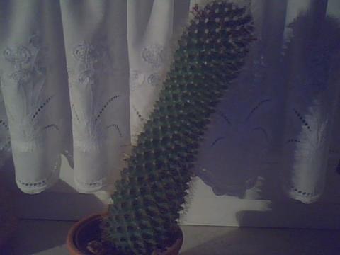 Der schiefe kaktus - (Pflanzen, Kaktus)