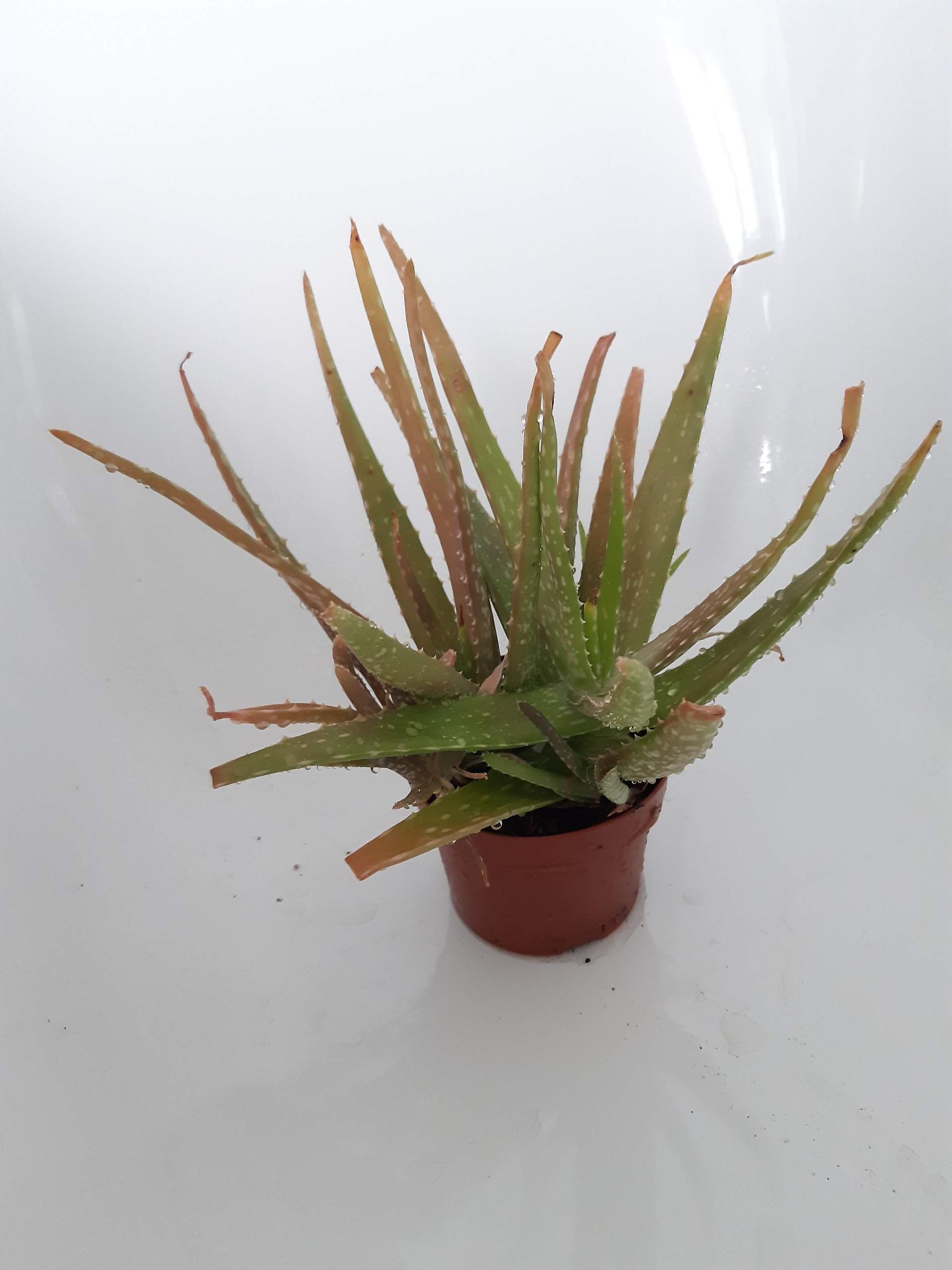 Wieso werden die Bltter meiner Aloe Vera Rotbraun? (Computer, Pflanzen,  Pflanzenpflege)