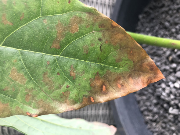 Wieso Werden Die Untersten Blatter Meiner Avocado Braun