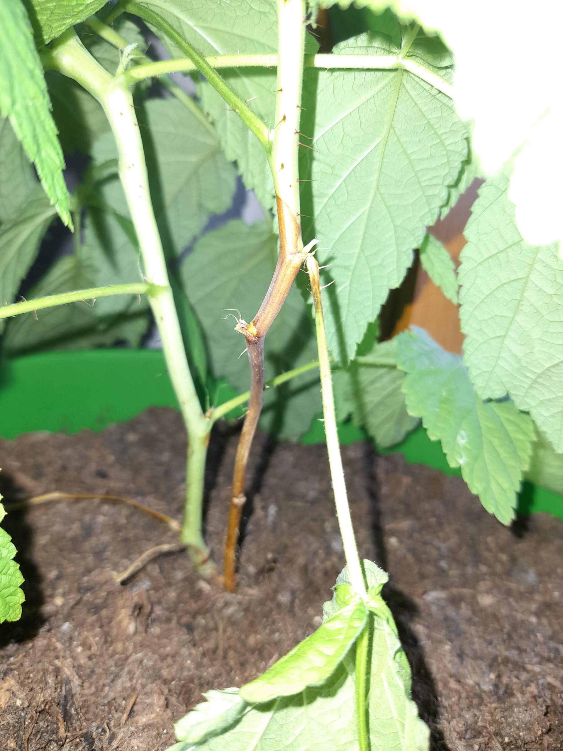 Wieso wird meine Himbeere am Stamm braun? (Pflanzen, Garten
