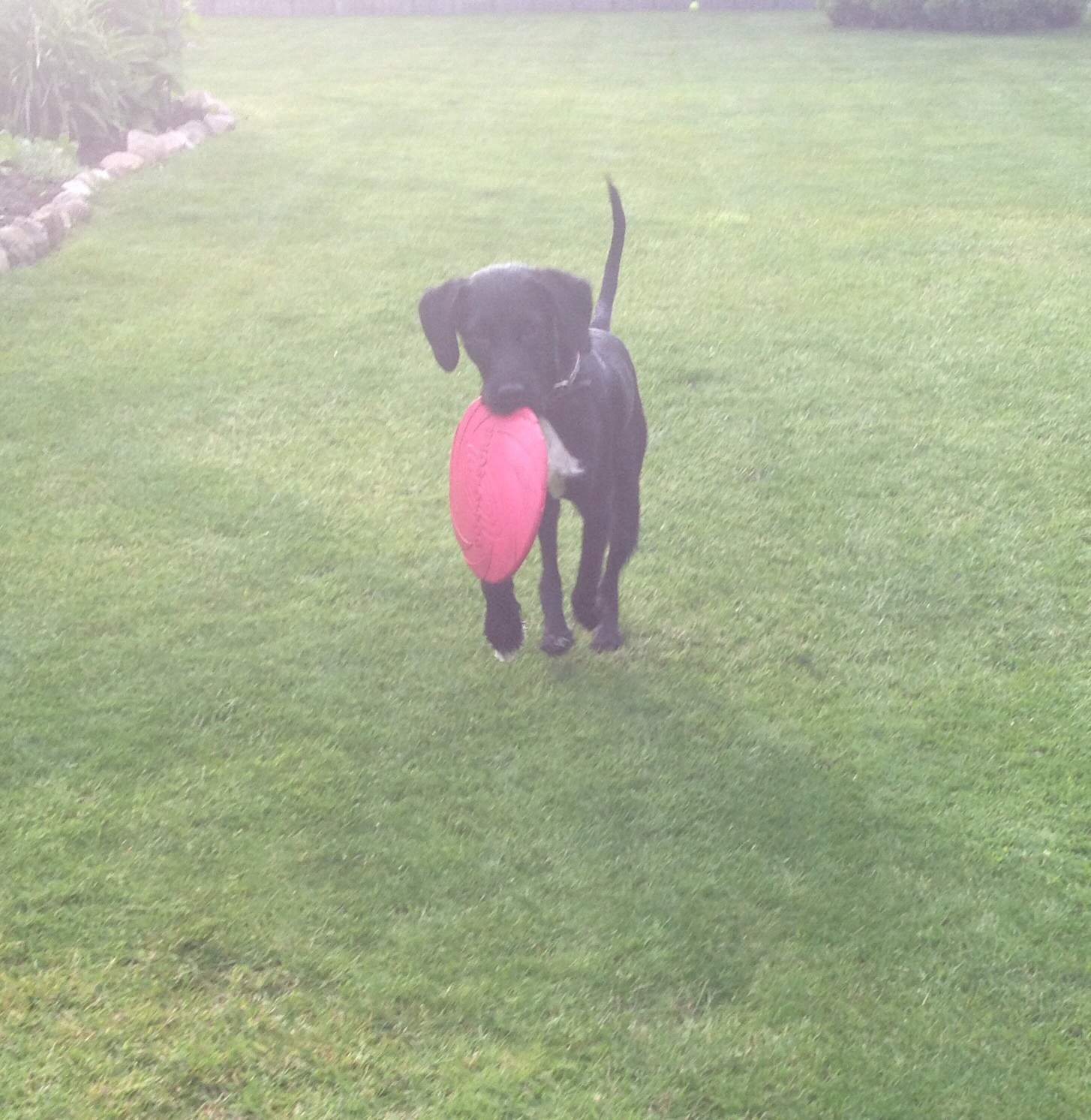 Wieviel Bewegung braucht mein Hund?