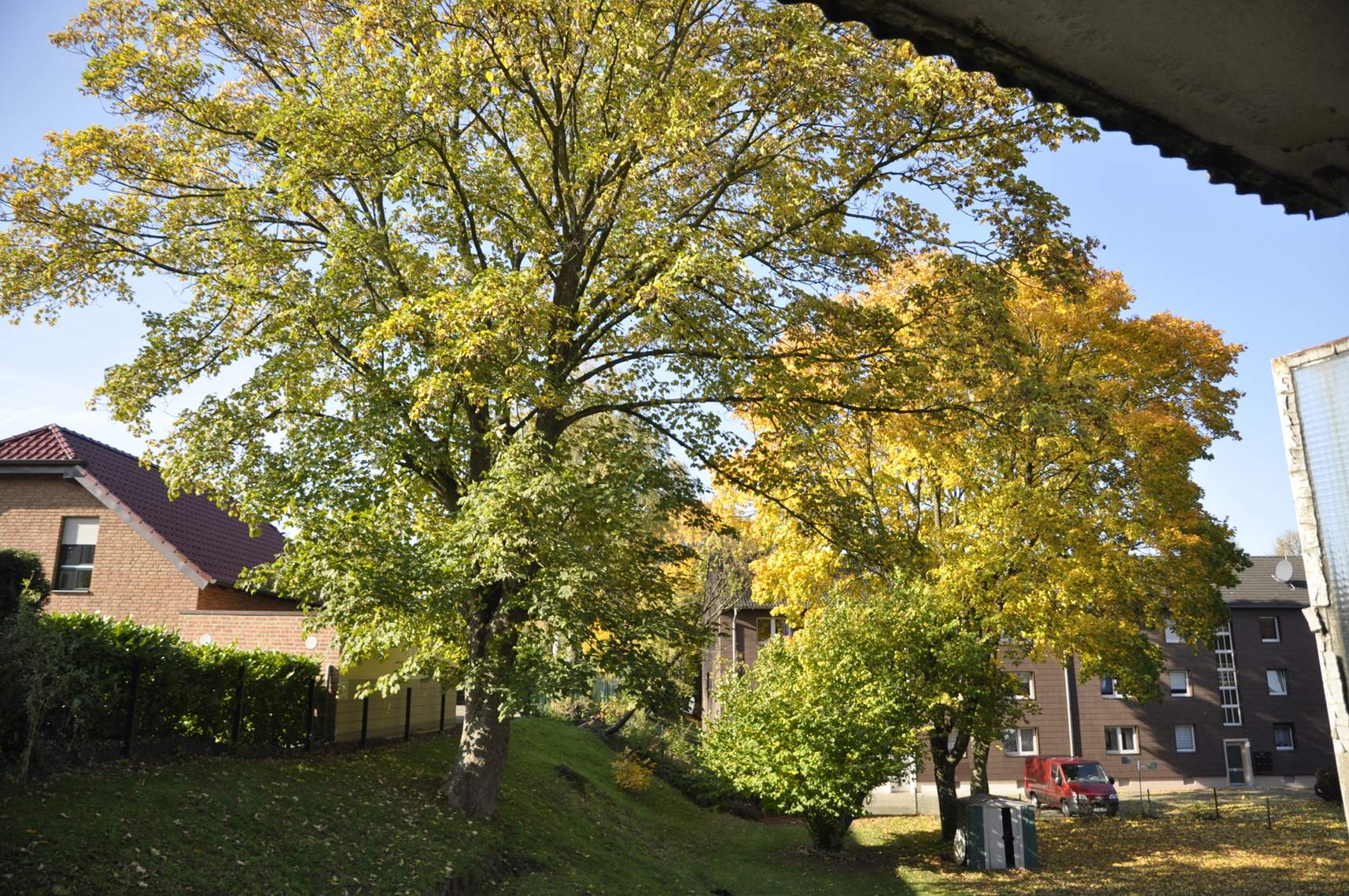 Wieviel kostet die Gartenpflege für einen großen Baum (Laub harken) im
