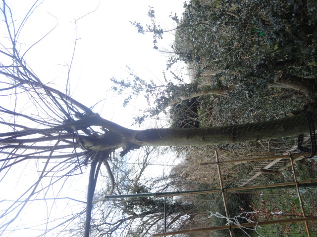 wieviel kostet es, einen Baum fällen zu lassen? (gartenbau