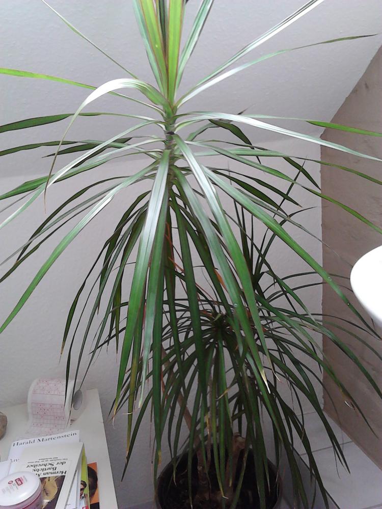 Wieviel Wasser braucht diese Palme? (Pflanzen, Blumen, Botanik)