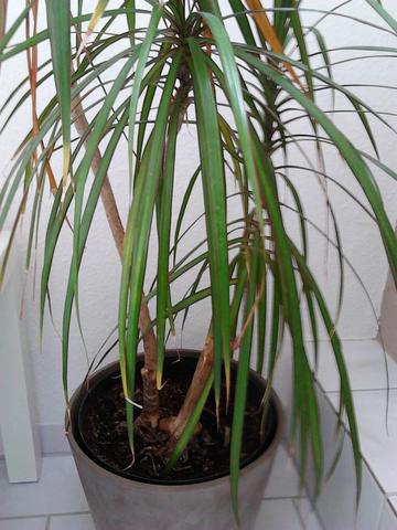 Wieviel Wasser Braucht Diese Palme Pflanzen Blumen Botanik
