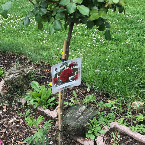 Rosenstämmchen - (Garten, Rosen)