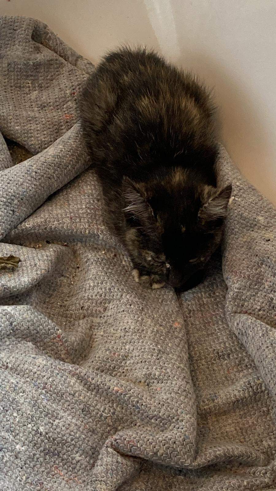 Wildes Katzenbaby gefunden? (Tiere, Katze, Katzenjunges)