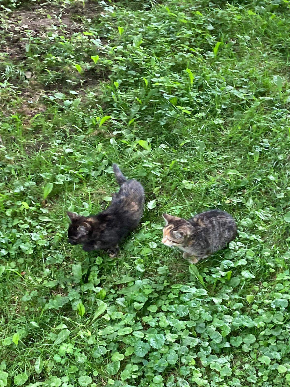 Wildes Katzenbaby gefunden? (Tiere, Katze, Katzenjunges)