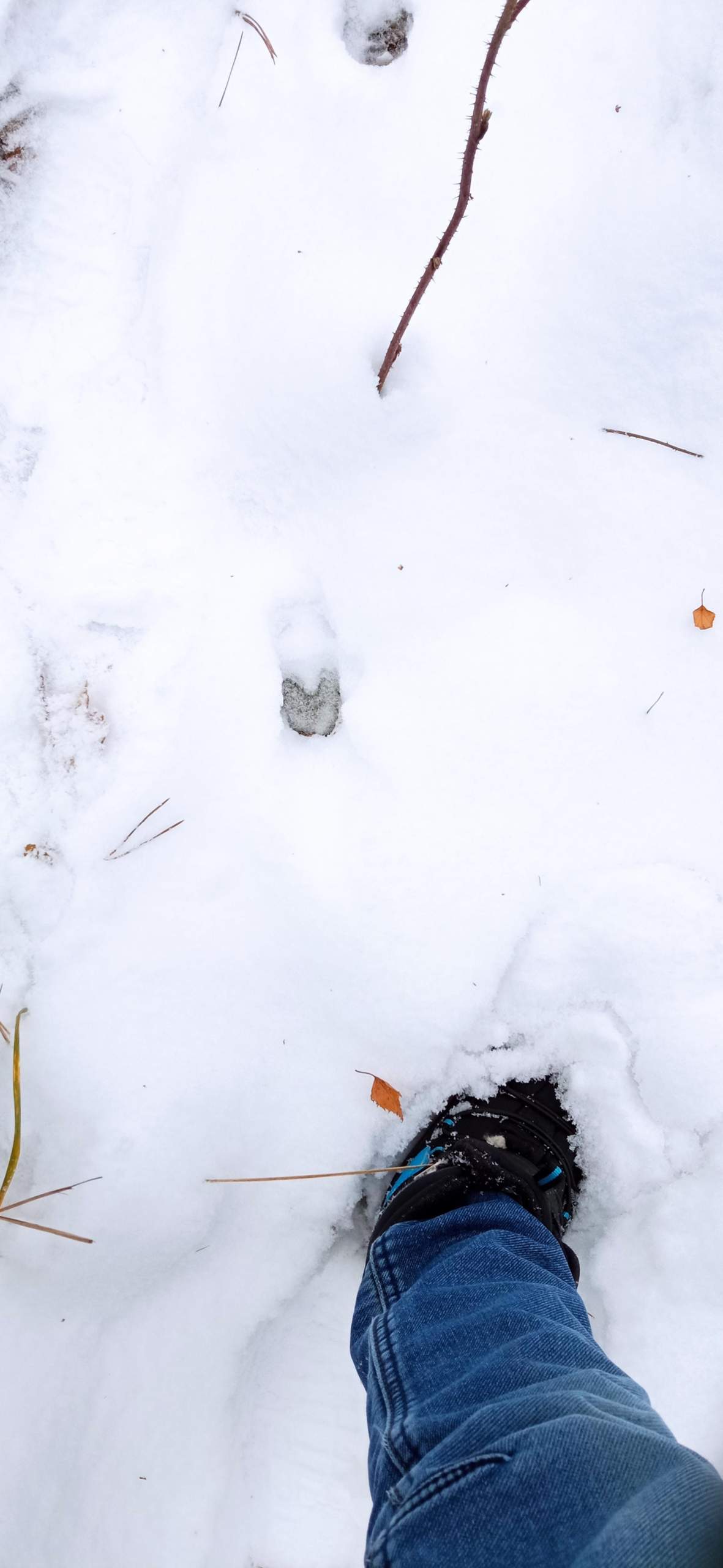 Wildschwein Abdruck? (Wald, Wildtiere, Schwein)