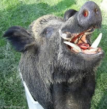 Bitte als antwort auf danke französisch Bitte als antwort auf danke französisch