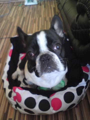 Will Meine Franzosische Bulldoggen Als Deckruden Anbieren Was Muss Ich Tun Hund Franzosische Bulldogge