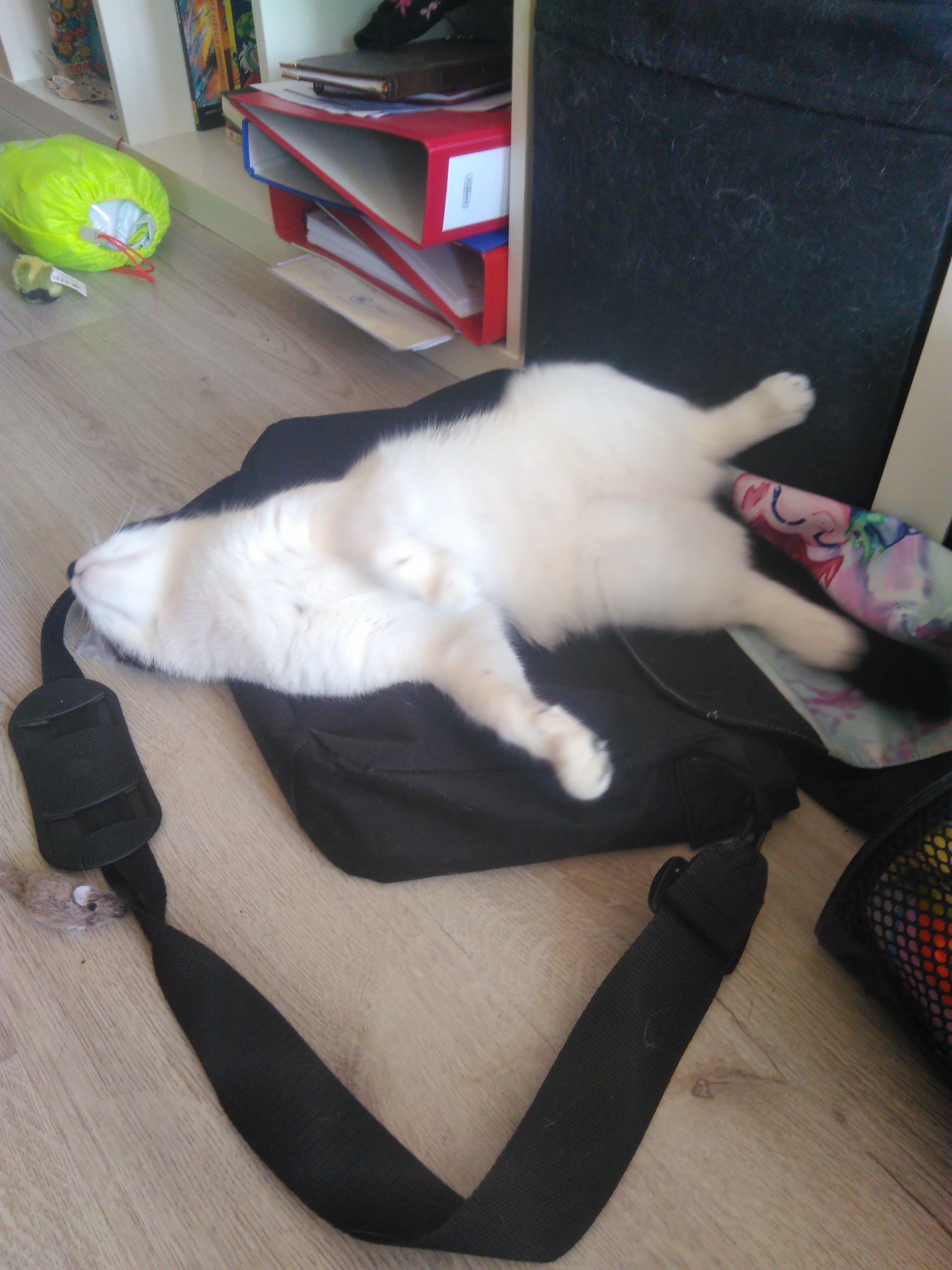 will meine katze von mir gedeckt werden bzw halt sie mich fur ein kater tiere merkwuerdiges verhalten