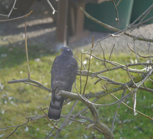Bild 1 - (Tiere, Vögel, vogelbestimmung)