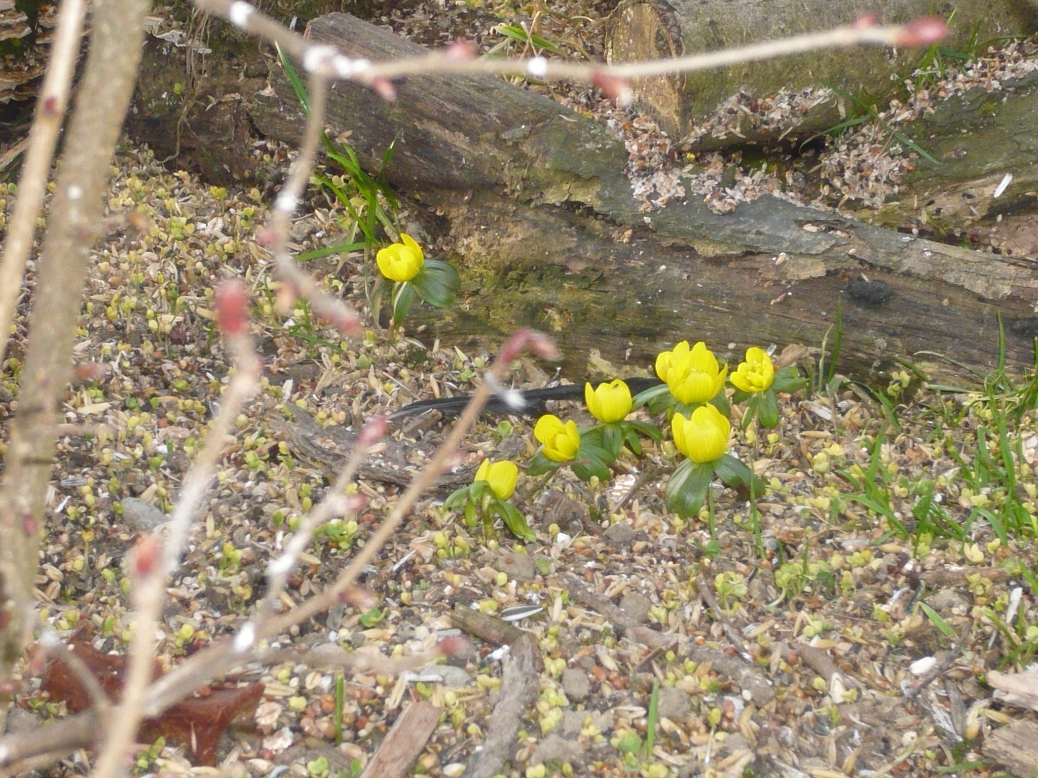 Winterling Auf Italienisch Fremdsprache Botanik
