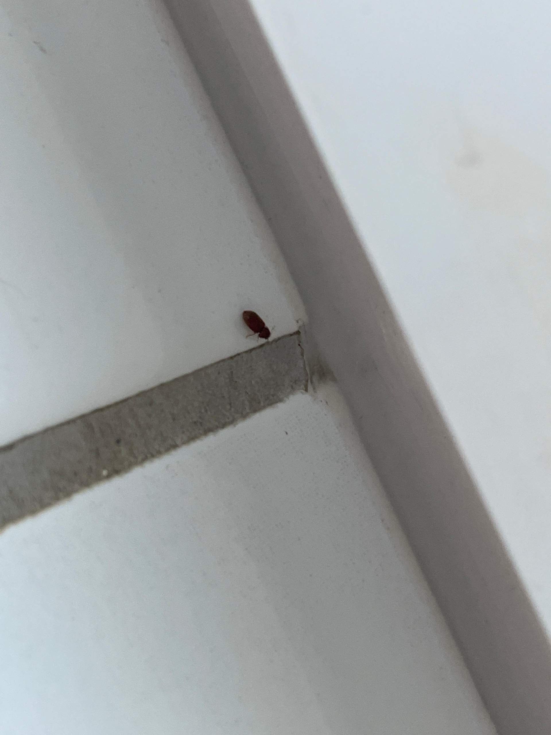 Winzig Winzig kleine Käfer im bad? (Insekten, Ungeziefer, ungeziefer-in-wohnung)