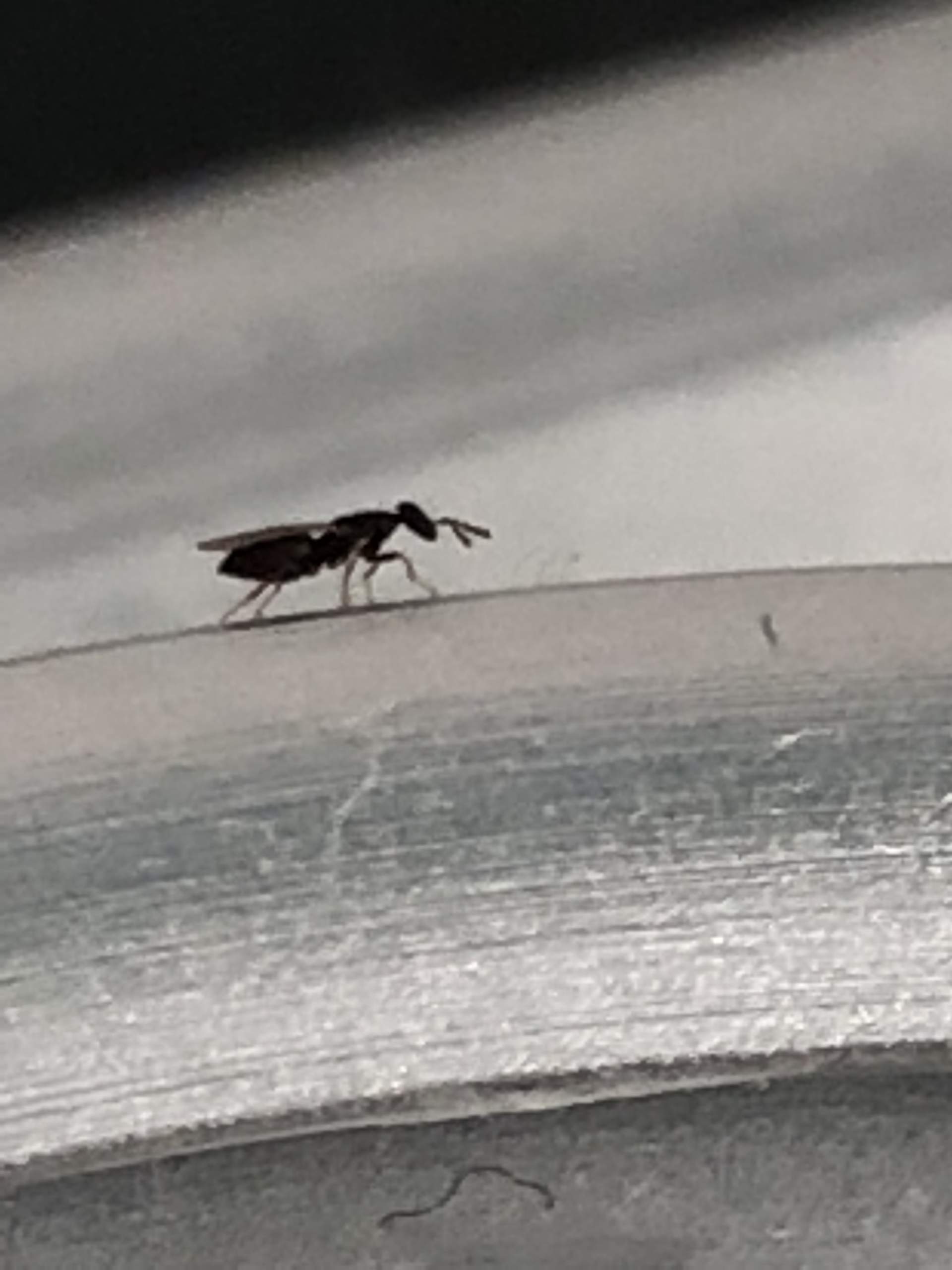 Winzig kleine Käfer/Mücken was ist das? (Insekten, Ungeziefer)