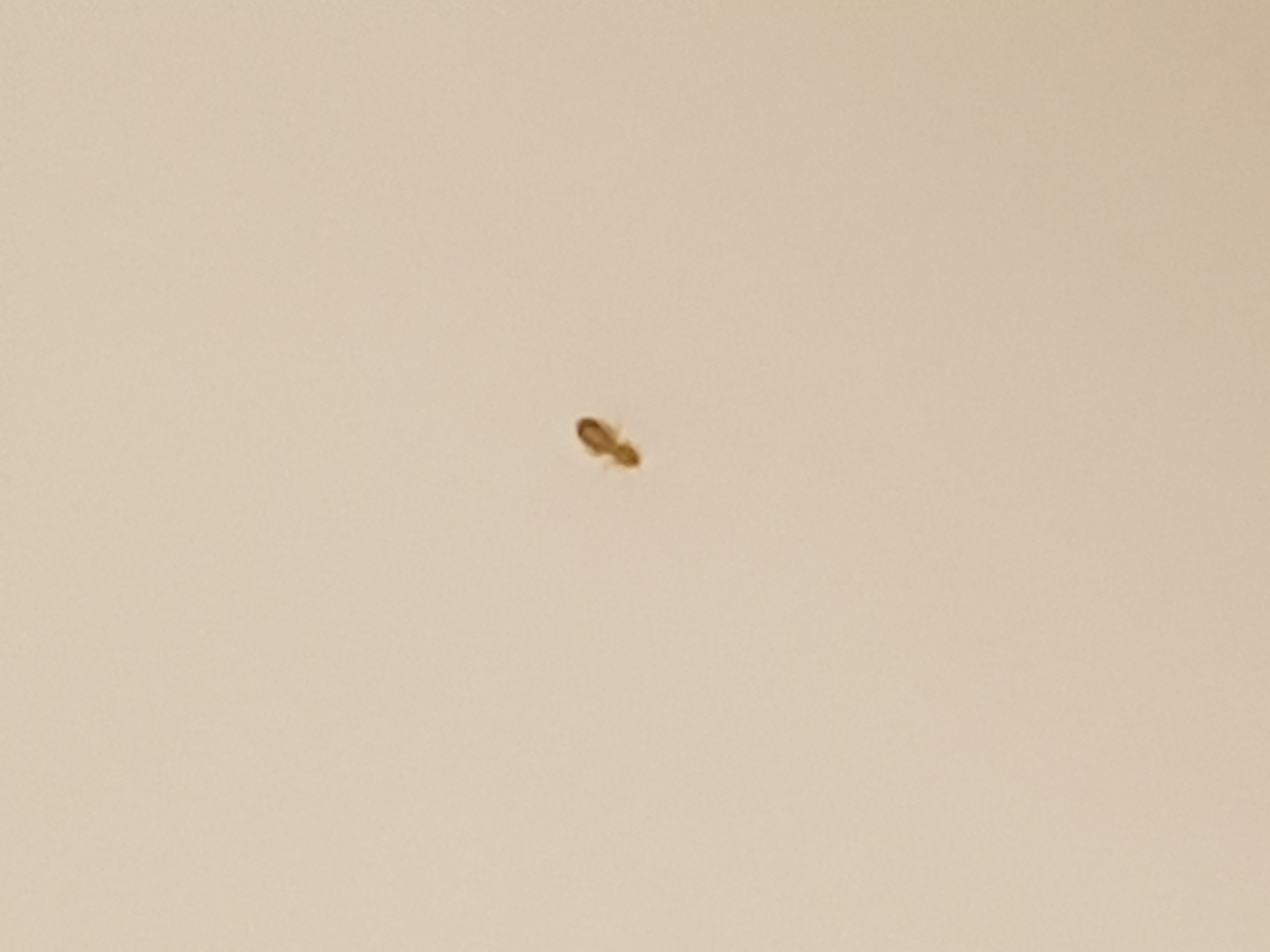 Winzig kleine kriechende Tierchen im Haus? (Insekten, Ungeziefer) Winzig kleine kriechende Tierchen im Haus? (Insekten, Ungeziefer)