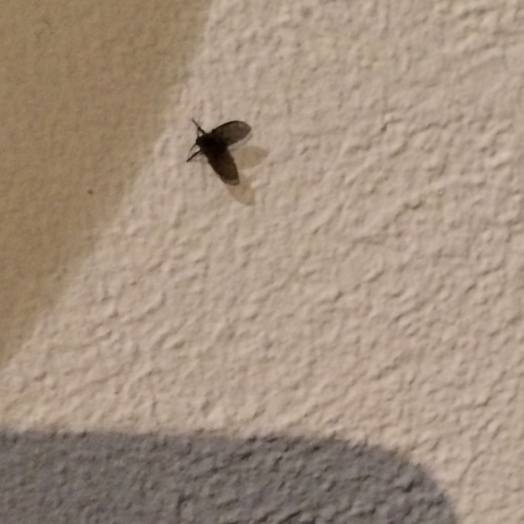 Winzige 'Fliegen' im Keller HILFE? (kleine Fliegen)