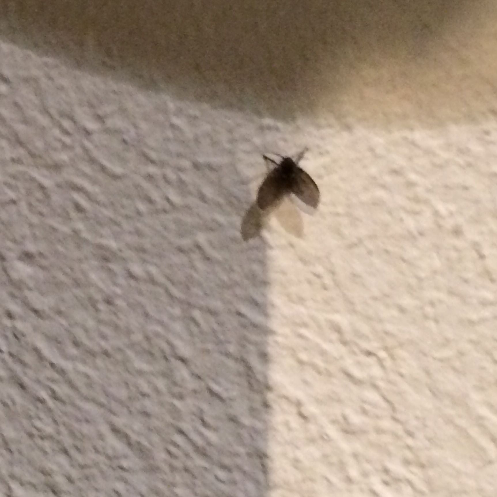 Winzige 'Fliegen' im Keller HILFE?