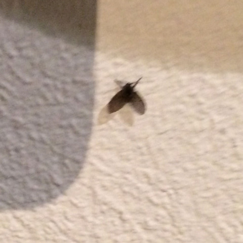 Winzige Fliegen Im Keller Hilfe Winzige Fliegen Im Keller Hilfe