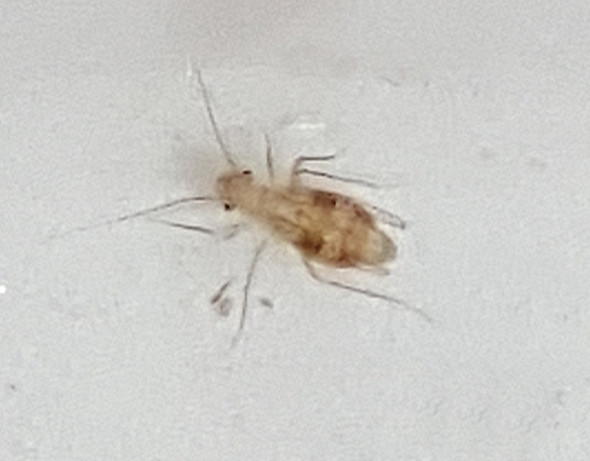 Winzige Insekten Im Haus Bitte Dringend Um Hilfe